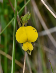 Crotalaria purshii