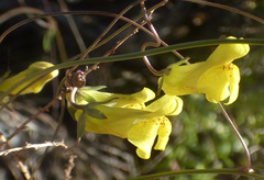 Neogaerrhinum filipes