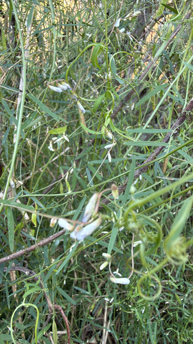 Fourleaf Vetch (Vicia acutifolia)