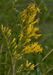 Solidago chapmanii