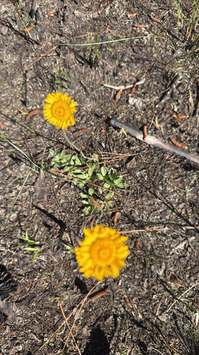 Southeastern Sneezeweed (Helenium pinnatifidum)