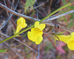 Neogaerrhinum filipes