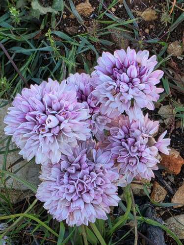 Allium longanum