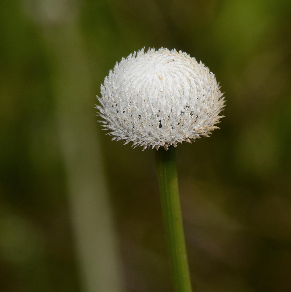 Eriocaulon decangulare
