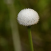 Ten-angled Pipewort - Photo (c) James Duggan, some rights reserved (CC BY-SA)