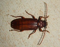 Cacodacnus planicollis