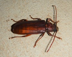 Cacodacnus planicollis