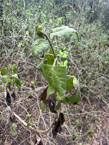 Tamaulipan Spring Mistflower (Tamaulipa azurea)