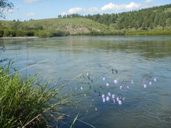 Adenophora stenanthina