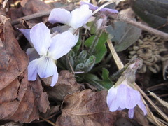Viola collina