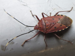 Urochela quadrinotata