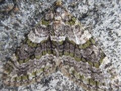 Esakiopteryx volitans