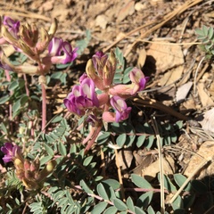 Astragalus tephrodes