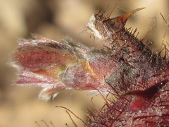 Rubus phoenicolasius