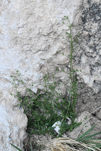Desert Bedstraw