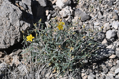 polished blazing star (Mentzelia polita)