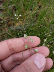 Thysanocarpus curvipes