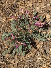 Astragalus tephrodes
