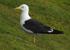 Larus fuscus