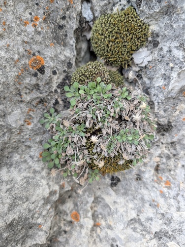 Limestone Daisy (Erigeron uncialis)