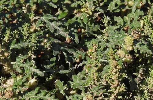 Cocklebur (Xanthium ambrosioides)