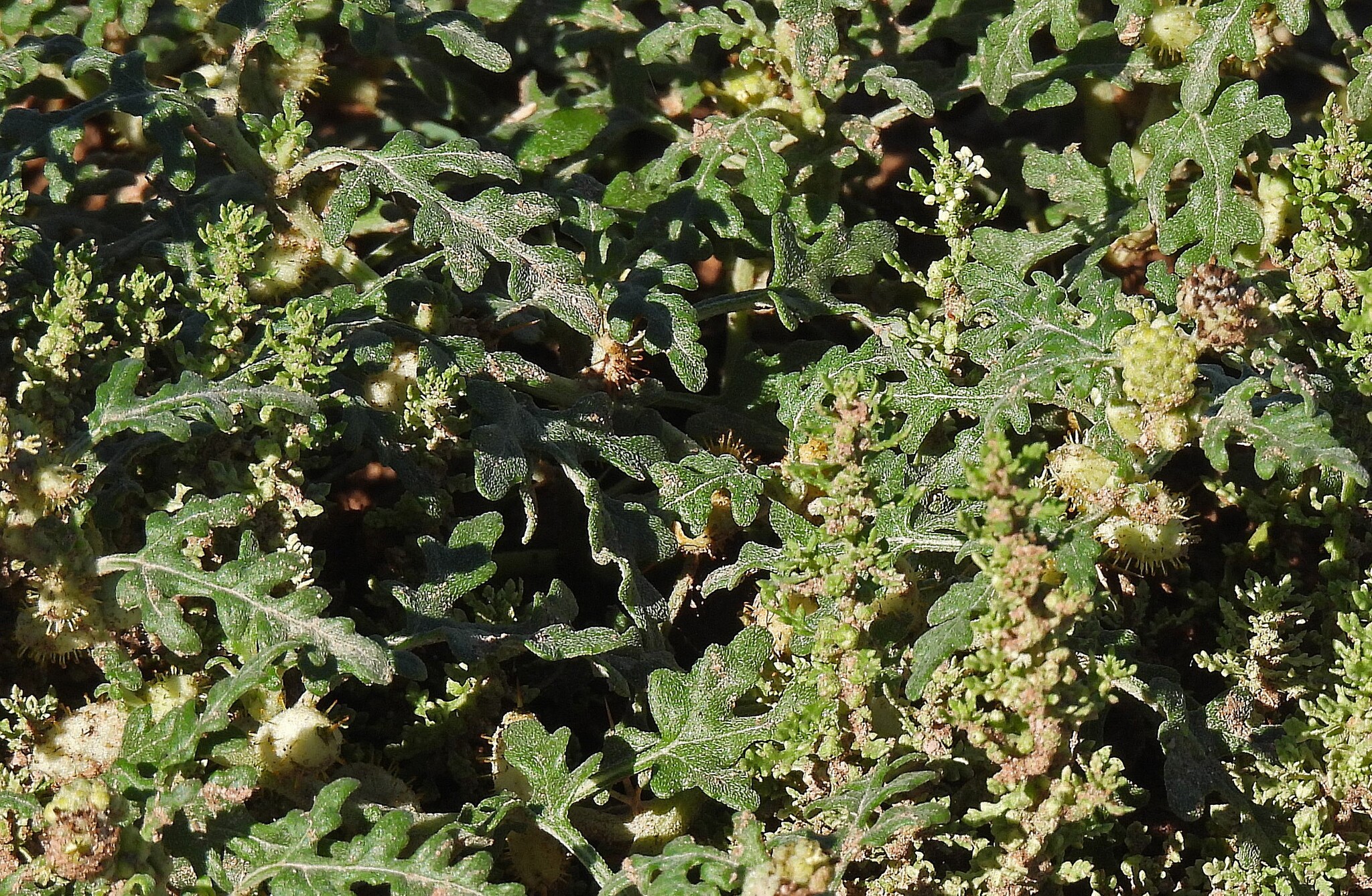 Cocklebur (Xanthium ambrosioides)