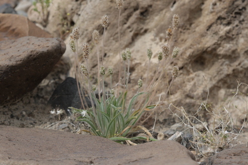 Desert Plantain (Plantago ovata)