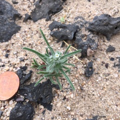 Johnstonella