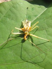 Ploeogaster