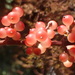 Phoradendron californicum - Photo (c) Ron Vanderhoff, μερικά δικαιώματα διατηρούνται (CC BY-NC), uploaded by Ron Vanderhoff