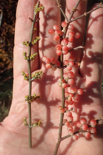 Mesquite Mistletoe