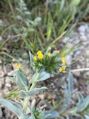 Amsinckia vernicosa