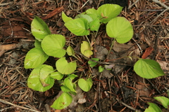 Viola sacchalinensis