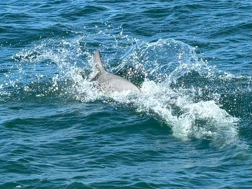Tursiops truncatus