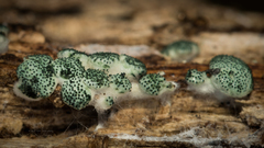 Trichoderma gelatinosum