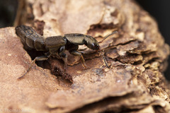 Ocypus aeneocephalus