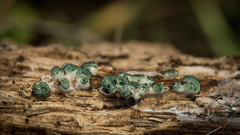 Trichoderma gelatinosum