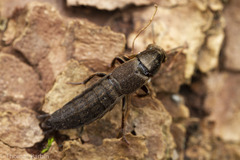 Ocypus aeneocephalus