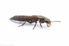 Ocypus aeneocephalus