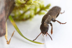 Ocypus aeneocephalus