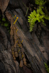 Chloroscypha alutipes