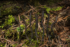 Geoglossum fallax