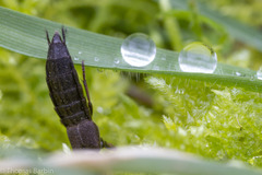 Ocypus aeneocephalus