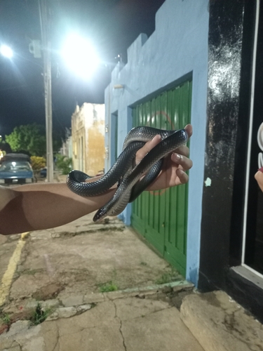 Boiruna sertaneja