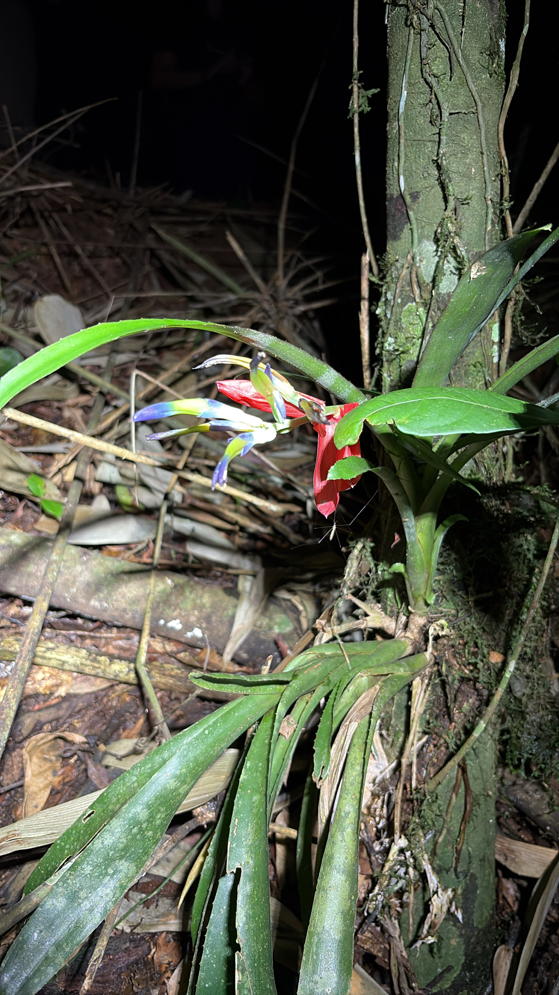 Billbergia nana