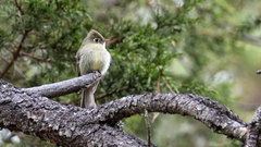 Empidonax affinis