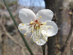 Prunus mume