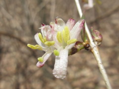 Lonicera harae