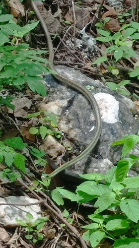 Leptophis dibernardoi