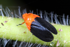 Sphenorhina rhodopepla